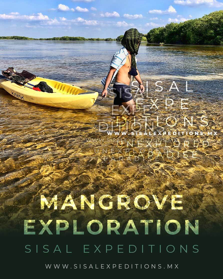 Kayak por el Manglar