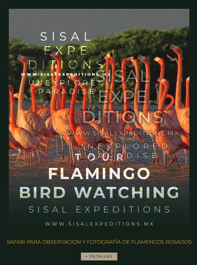 Safari Flamingo — Sisal Expeditions