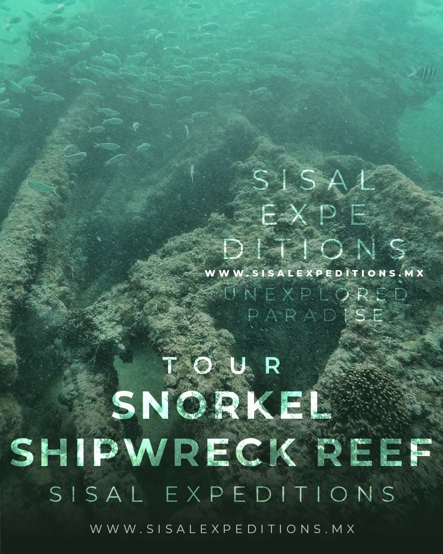 Buceo en los arrecifes del Mar de Sisal · Sisal Dive Center