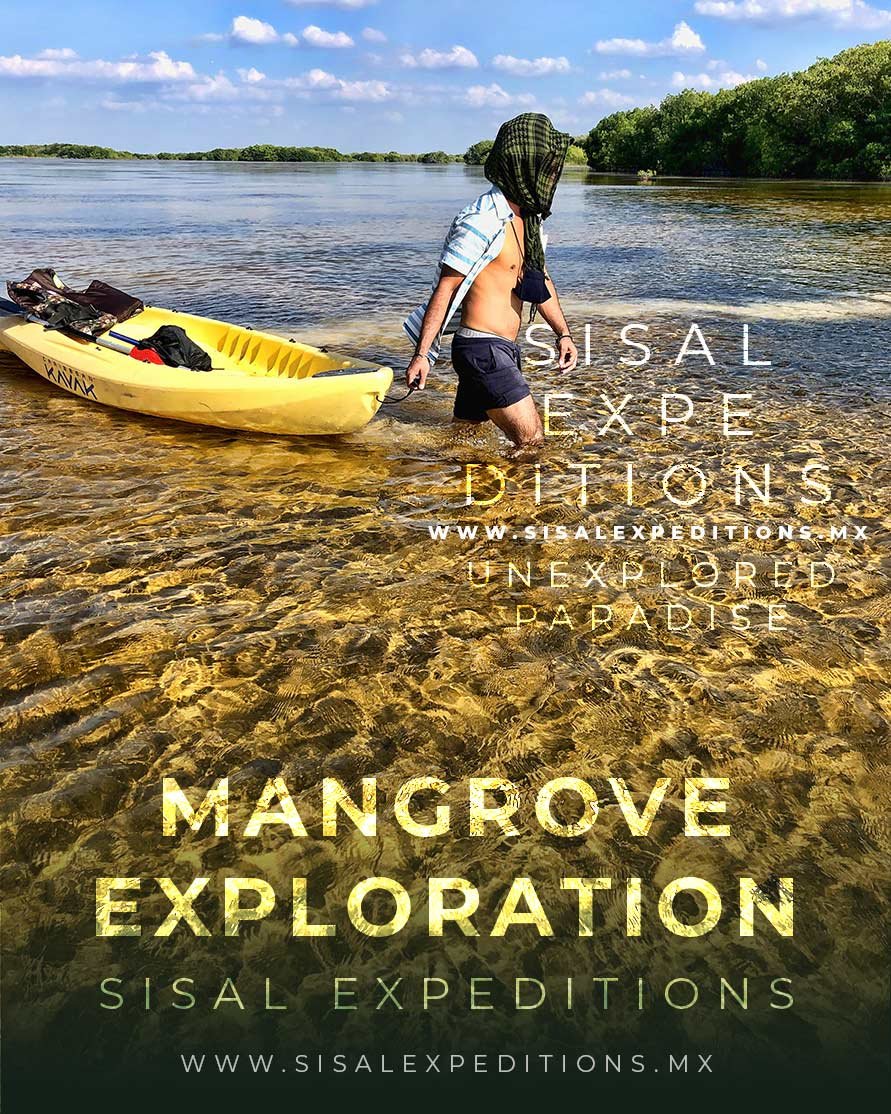 Canales manglar Sisal Expeditions