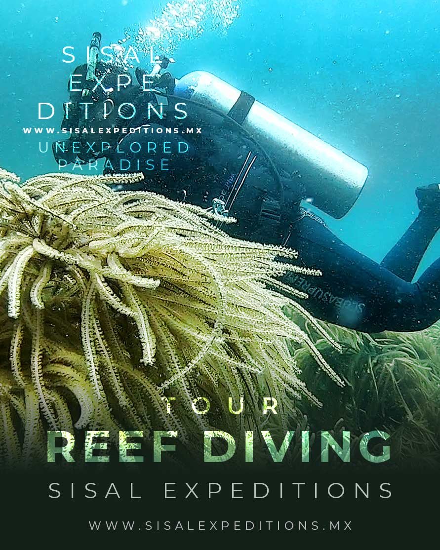 Buceo en Sisal Yucatán