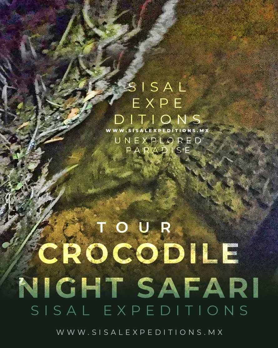 Safari cocodrilos